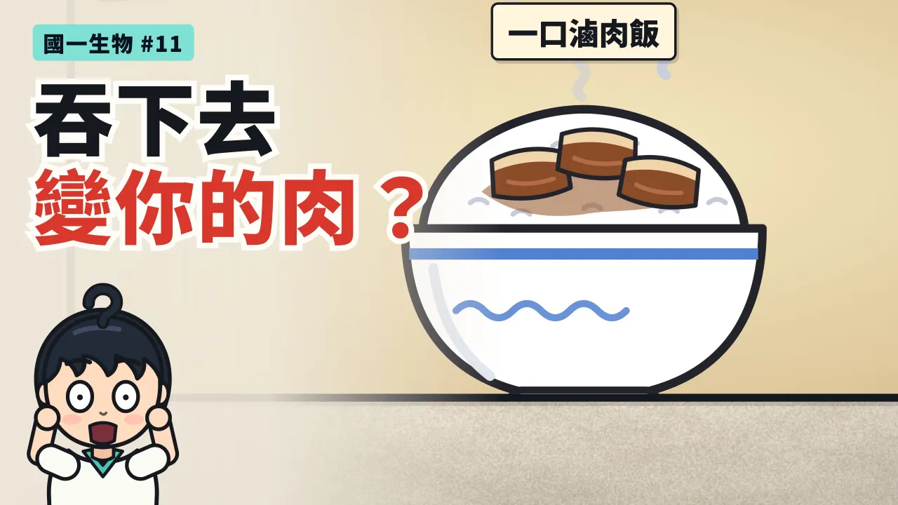 第 11 集:吃下一口滷肉飯,怎麼變成你的肉?