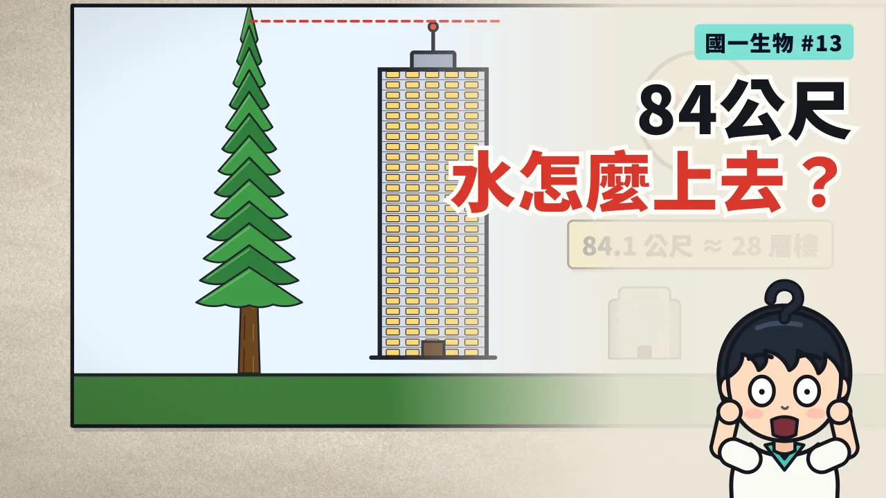 第 13 集:水怎麼爬上 84 公尺的台灣杉?