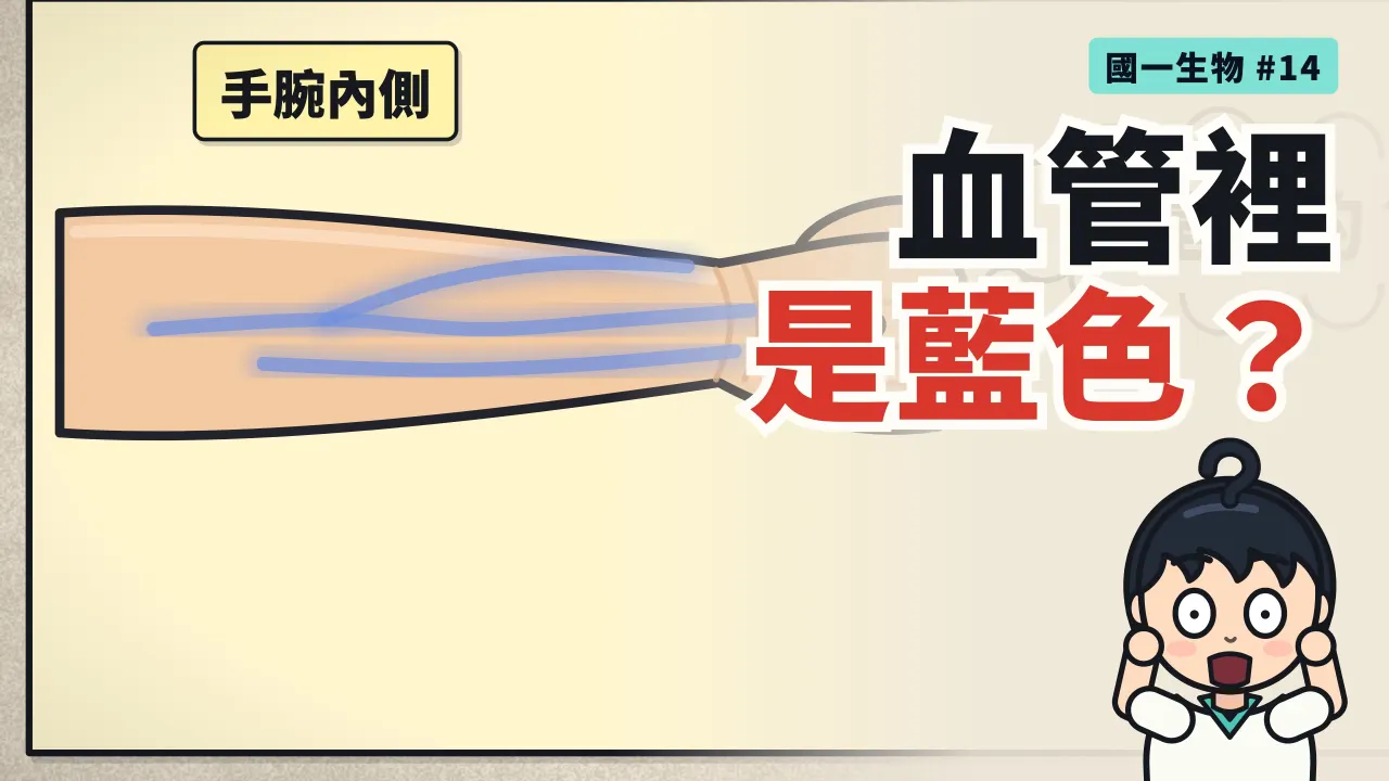 第 14 集:靜脈看起來是藍的,血是藍的嗎?