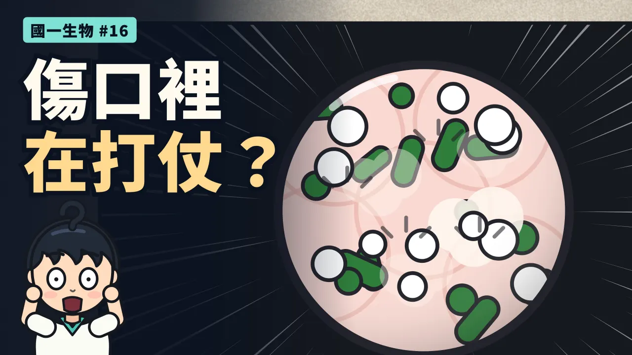 第 16 集:被紙割傷,傷口裡在打什麼仗?