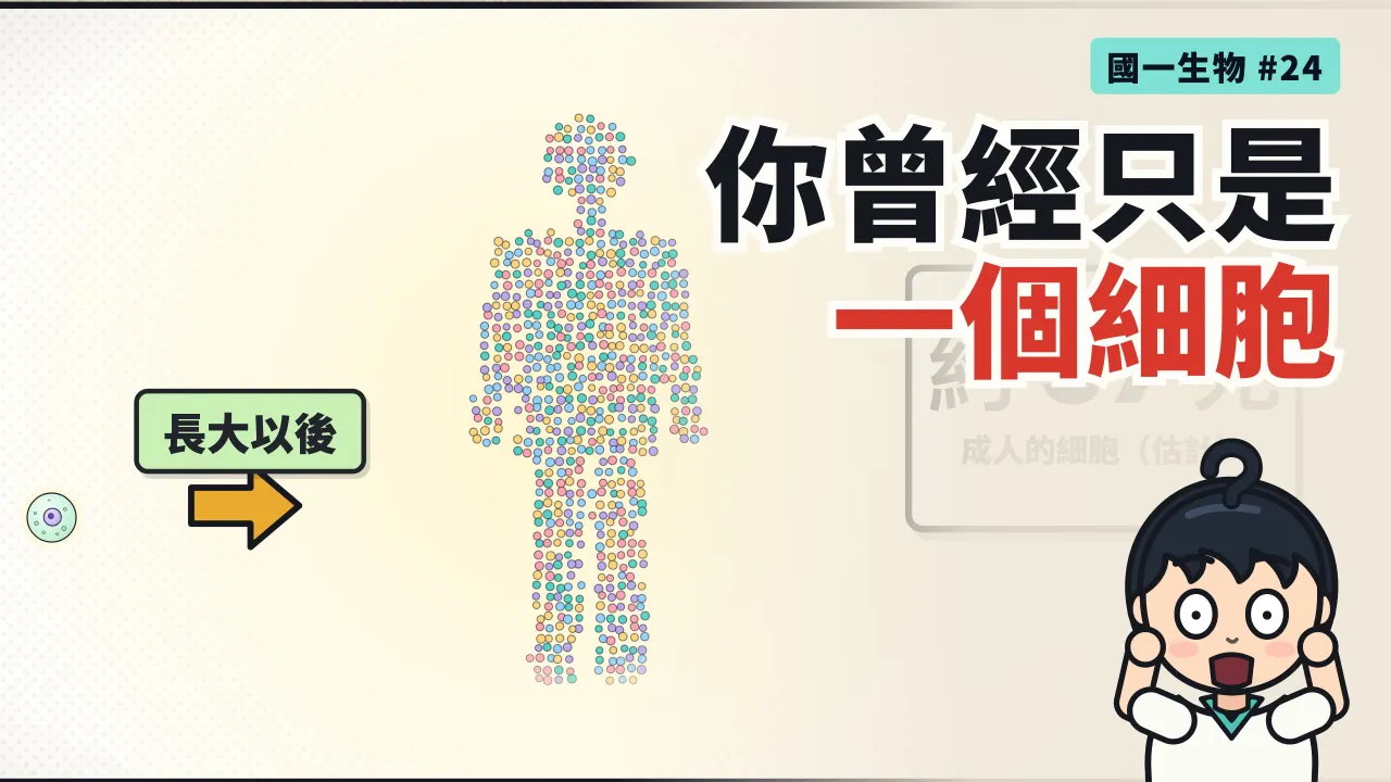 第 24 集:你曾經只是一個細胞,遺傳物質會越分越少嗎?