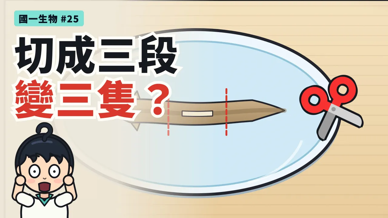 第 25 集:切成三段的渦蟲,會變成三隻?