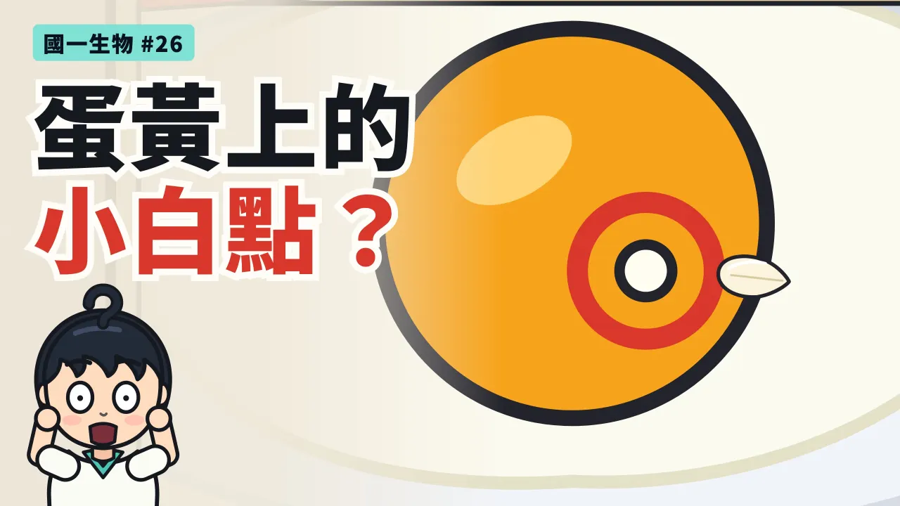 第 26 集:蛋黃上的小白點是什麼?