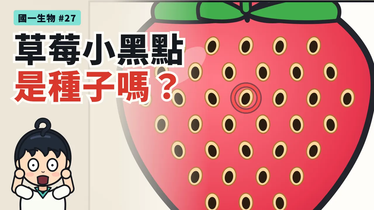 第 27 集:草莓的小黑點,真的是種子嗎?