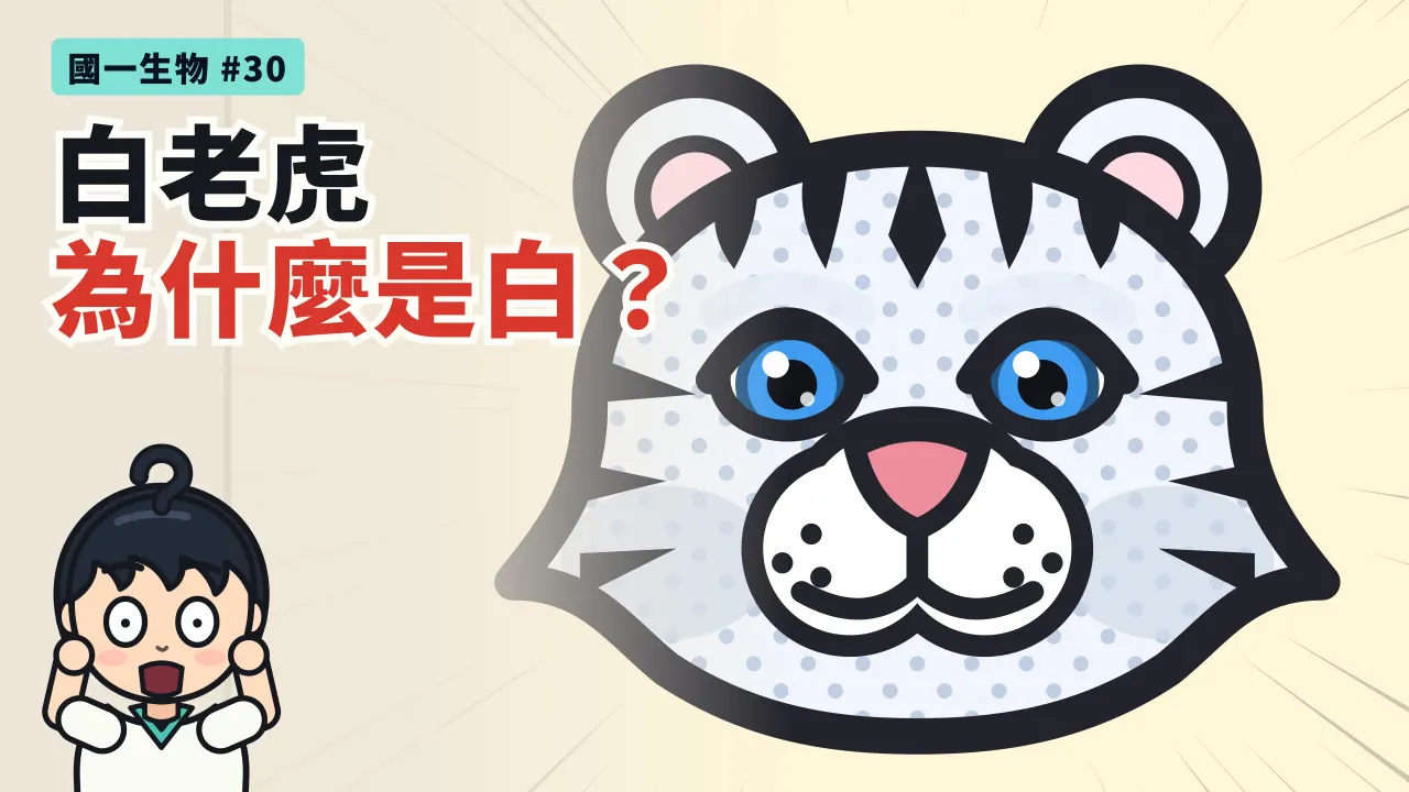 第 30 集:白老虎為什麼是白的?