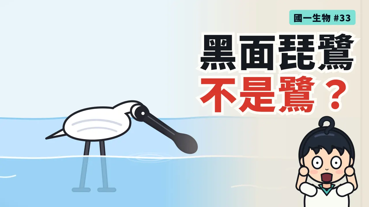 第 33 集:名字叫鷺,黑面琵鷺卻不是鷺?