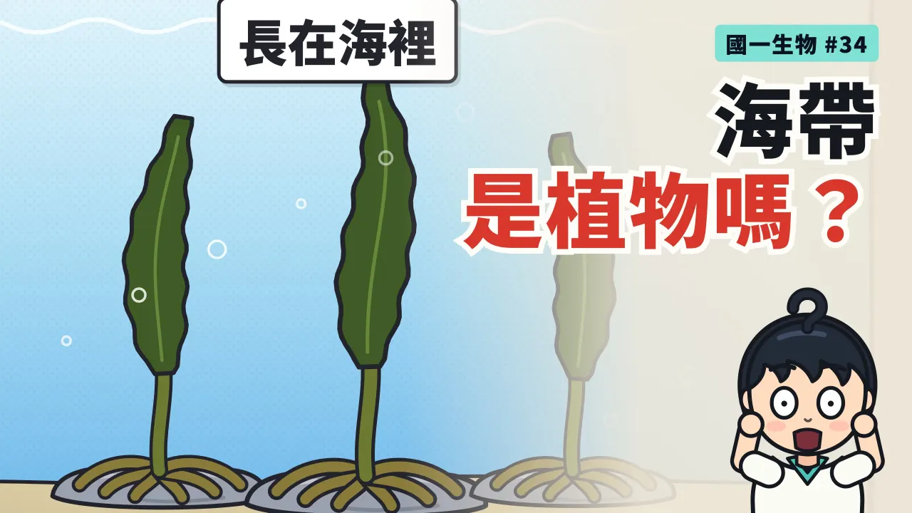 第 34 集:煮湯的海帶,是植物嗎?