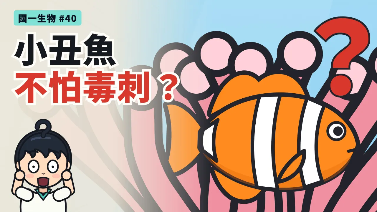 第 40 集:小丑魚為什麼不怕海葵?
