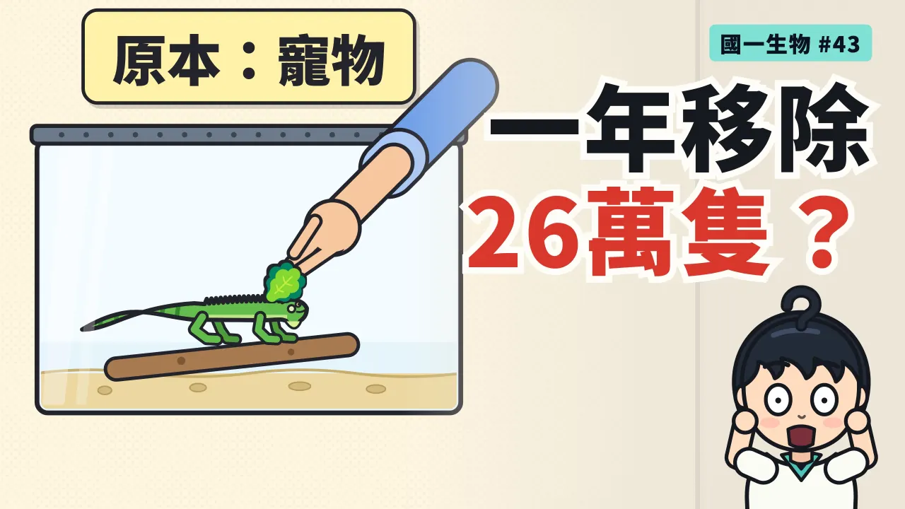 第 43 集:台灣一年移除 26 萬隻綠鬣蜥,寵物怎麼變成大麻煩?