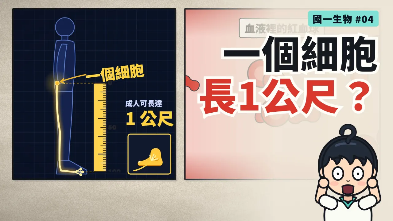 第 4 集：一個細胞能從腰伸到腳趾？