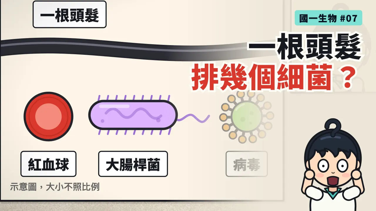 第 7 集：一根頭髮可以並排幾個細菌？