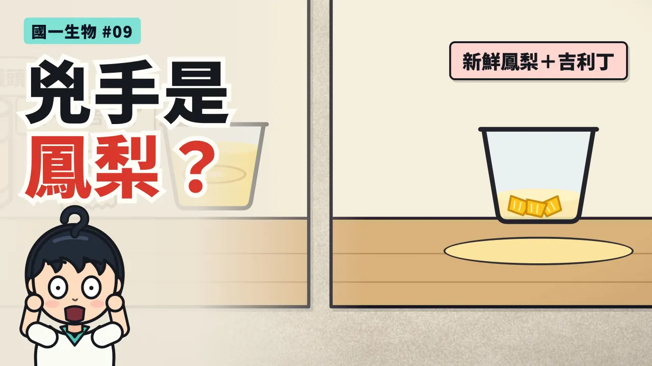 第 9 集：新鮮鳳梨為什麼做不成果凍？