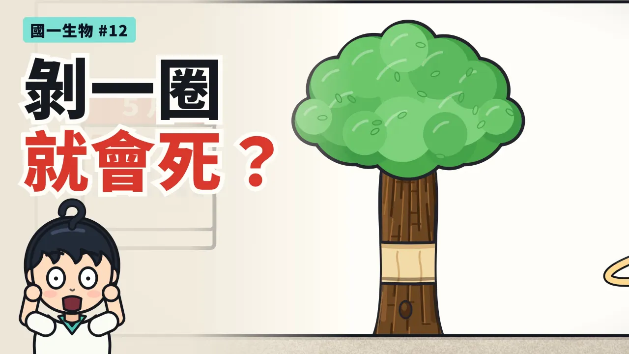 第 12 集：剝一圈樹皮，大樹為什麼會死？