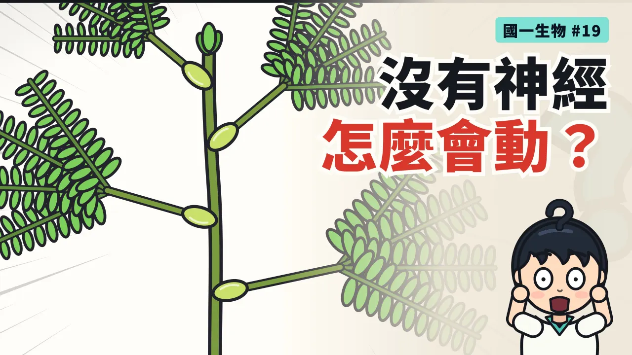 第 19 集:含羞草沒有神經,為什麼一碰就合起來?