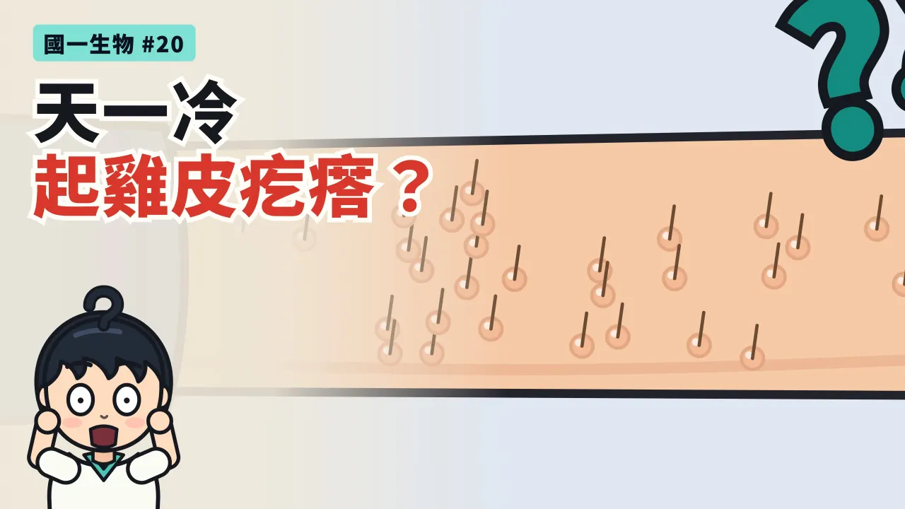 第 20 集：天冷為什麼會起雞皮疙瘩？