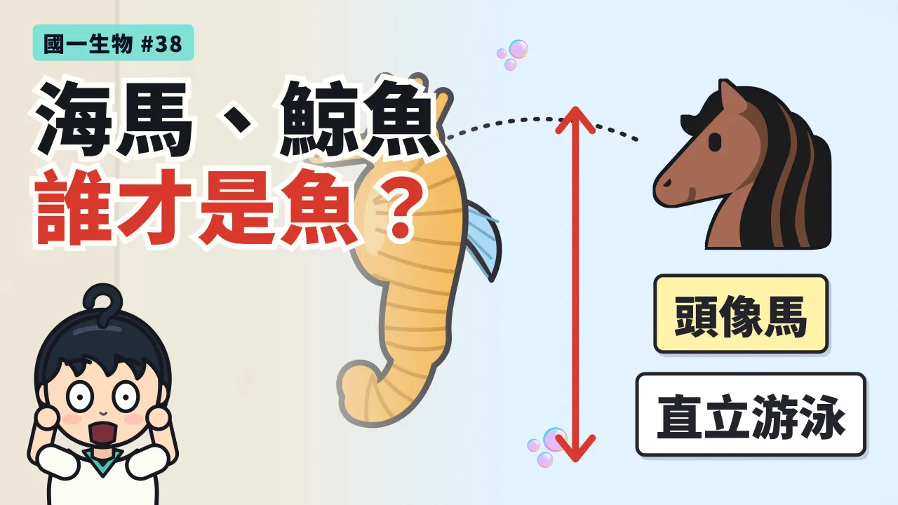 第 38 集：海豚、鯨魚、海馬、儒艮都住在海裡，誰才是魚？